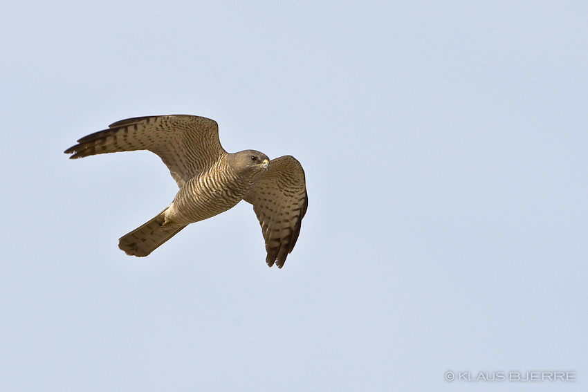 Levant Sparrowhawk_KBJ5334.jpg - Levant Sparrowhawk female  - Kibbutz Elot